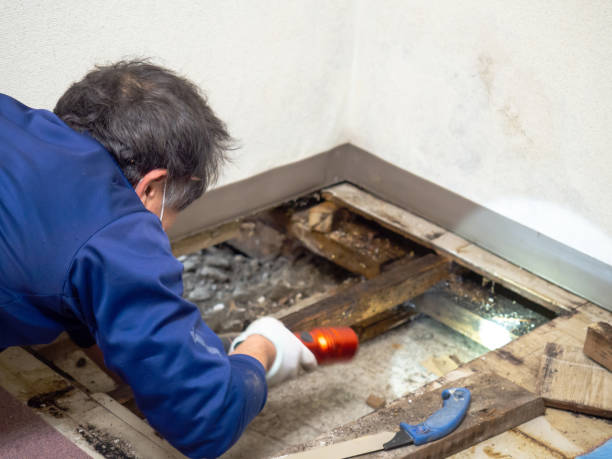 Best Mold Damage Repair  in Central Gardens, TX