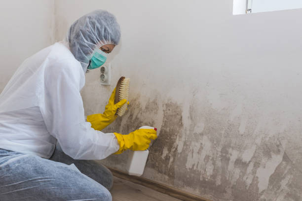 Professional Mold Removal in Central Gardens, TX