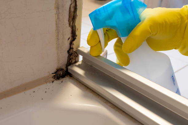 Best Local Mold Removal Service  in Central Gardens, TX
