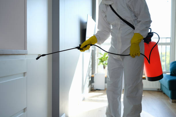 Best Same-Day Mold Removal  in Central Gardens, TX