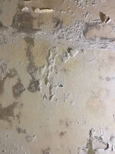 Best Commercial Mold Removal  in Central Gardens, TX