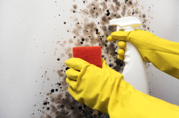 Best Best Mold Removal Companies  in Central Gardens, TX