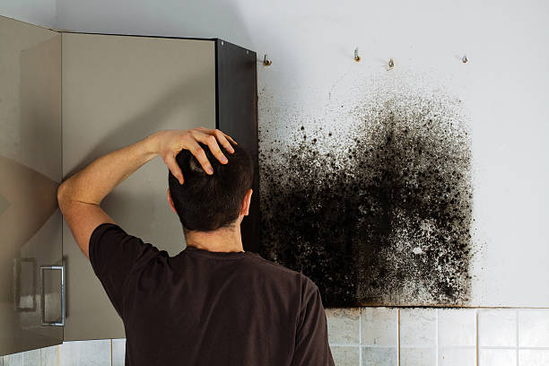Best Mold Testing  in Central Gardens, TX