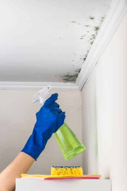 Best Best Mold Removal Companies  in Central Gardens, TX