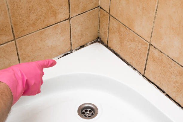 Best Crawl Space Mold Removal  in Central Gardens, TX