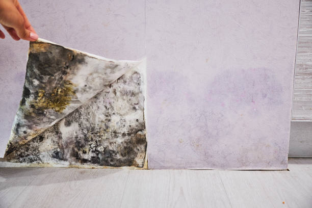 Best Mold Cleaning Services  in Central Gardens, TX